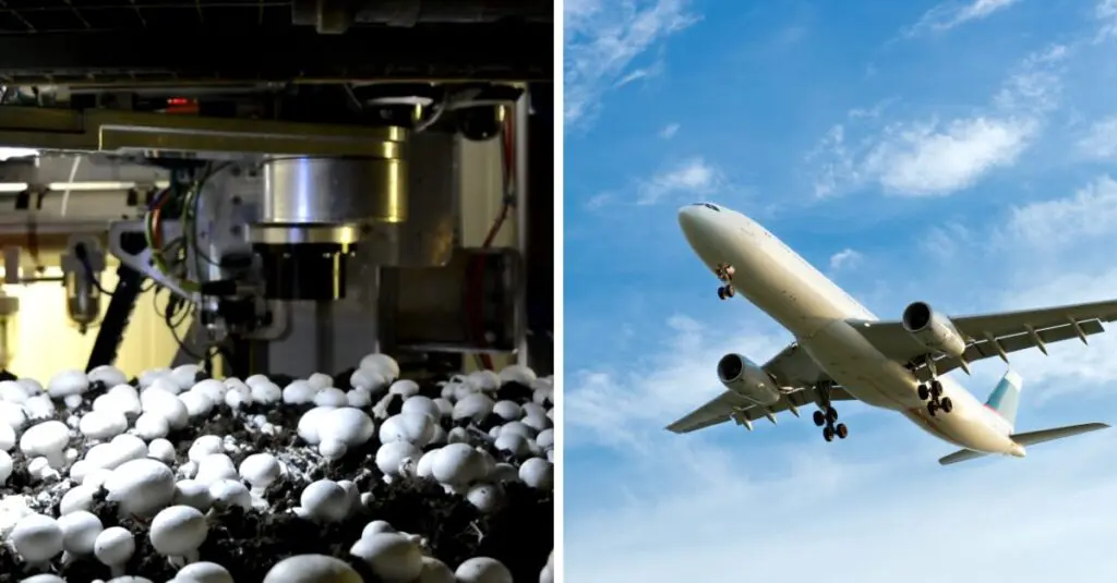 A double featurette of a mushroom picking robot and an airplane soaring in the skies.