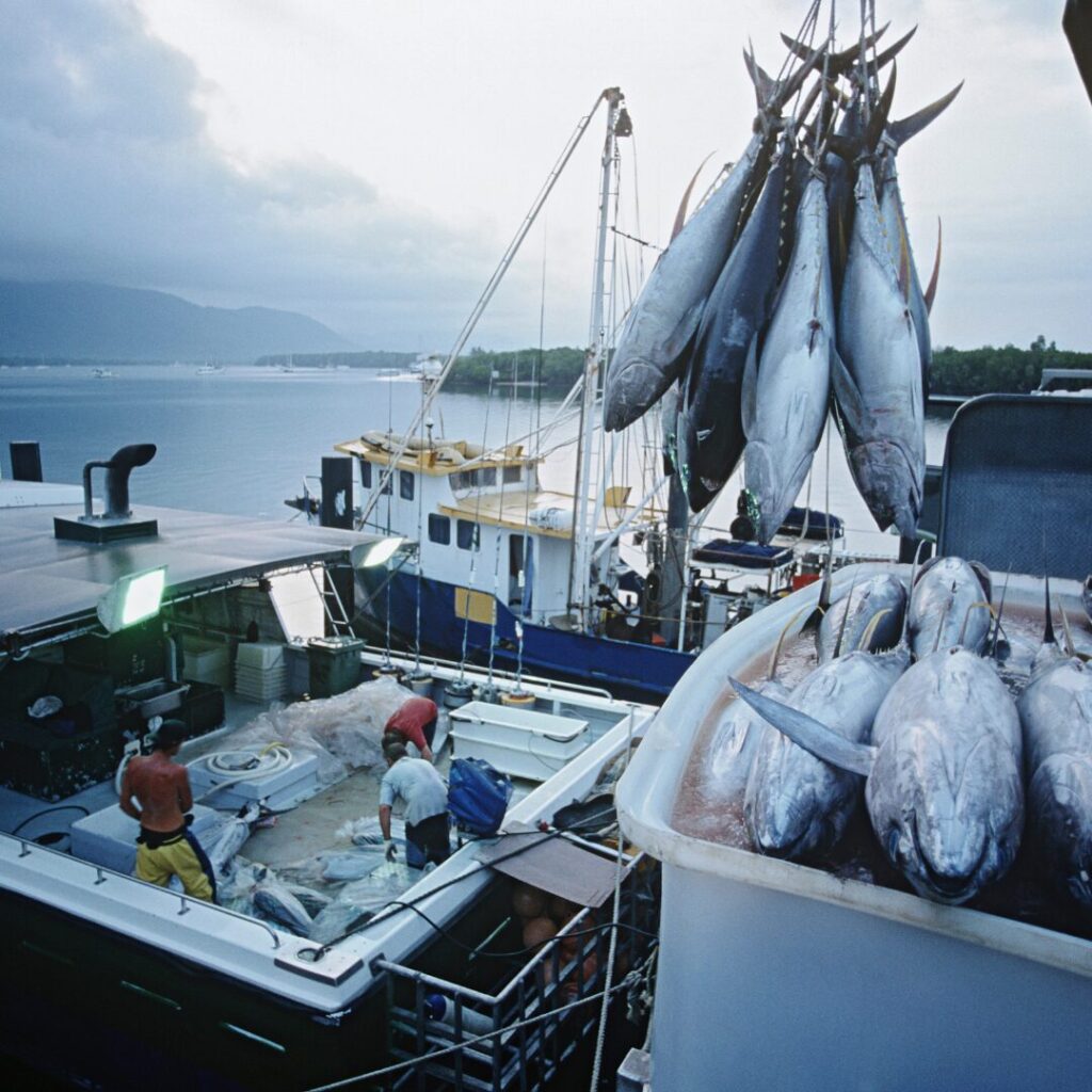 A fishing boat with several freshly-caught fish.