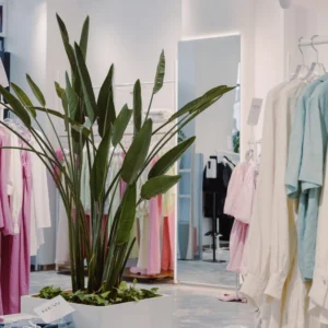 An apparel store with clothing racks and a large houseplant.